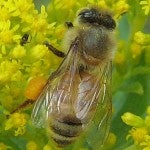 bee_pollen