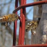 bees_feeder