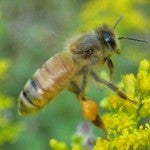 pollen_flight